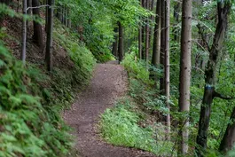 Exploring a Nature Trail | Camp GPB