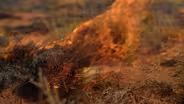 Traditional Land Management Benefiting Modern Australia