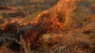 Traditional Land Management Benefiting Modern Australia