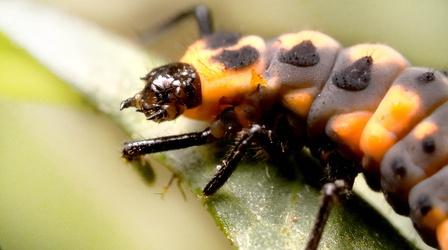 Video thumbnail: Deep Look Watch Ladybugs Go From Goth to Glam