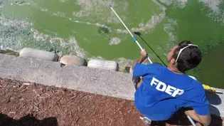 Algae Explosion Trailer