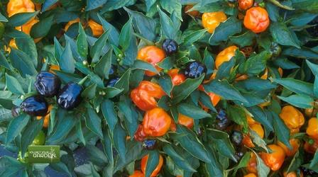 Video thumbnail: You Bet Your Garden Ep. 85 Tips For Beginner Gardeners