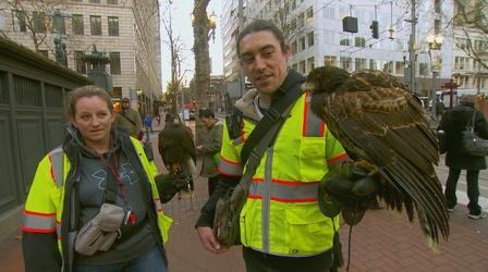 Video thumbnail: Oregon Field Guide Urban Falconry, Fishers, BTS Tallest Trees, Olympic Coast