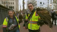 Urban Falconry, Fishers, BTS Tallest Trees, Olympic Coast