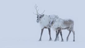 The Nenet People of Siberia Migrate with Reindeer Herds: asset-mezzanine-16x9