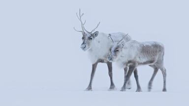 The Nenet People of Siberia Migrate with Reindeer Herds