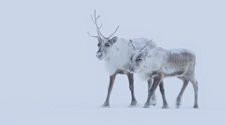 Video thumbnail: Earth's Natural Wonders The Nenet People of Siberia Migrate with Reindeer Herds