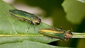 Video thumbnail: South Dakota Focus SDF 2502 Emerald Ash Borer