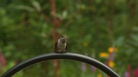 Video thumbnail: Volunteer Gardener Volunteer Gardener 2752