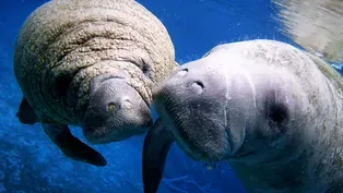 Return of the Manatees | WILD HOPE