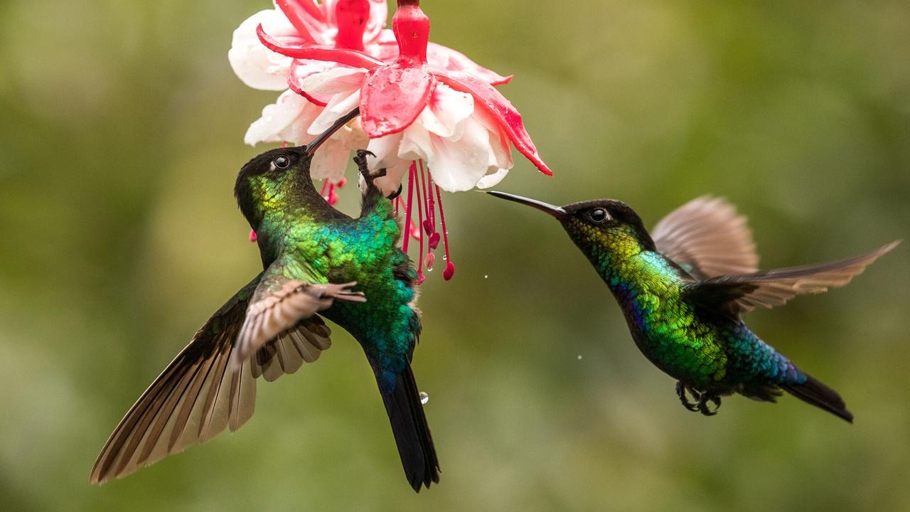 Nature | Preview of The Hummingbird Effect
