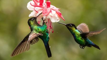 Video thumbnail: Nature Preview of The Hummingbird Effect