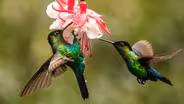 Preview of The Hummingbird Effect