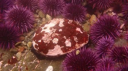 Video thumbnail: Earth Focus Dying Oceans: Abalone Restoration In California Preview