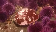Dying Oceans: Abalone Restoration In California Preview