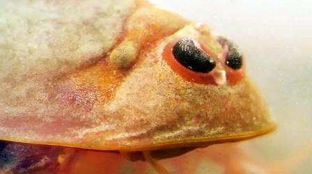 Video thumbnail: Deep Look Tadpole Shrimp Are Coming For Your Rice