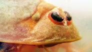 Tadpole Shrimp Are Coming For Your Rice