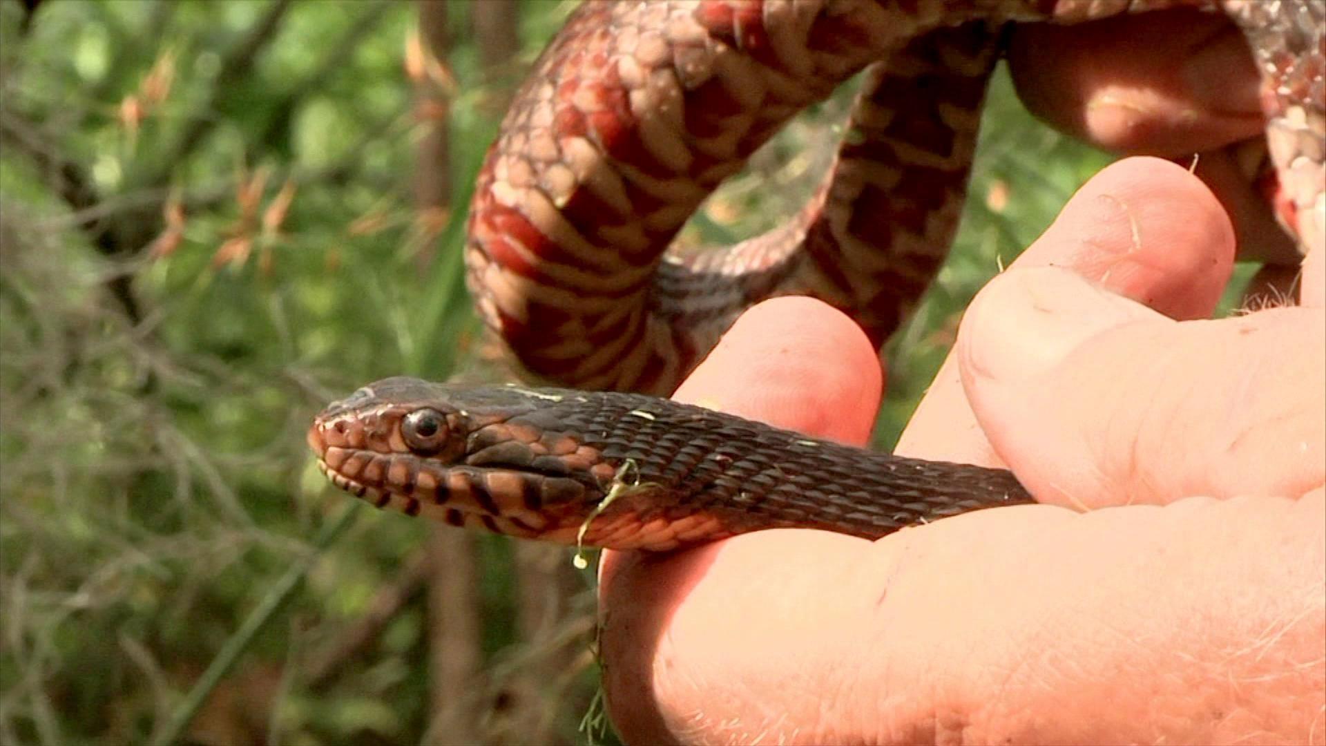 Python Skin Short-Tailed Matte Red