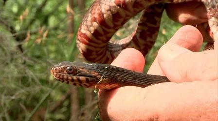 Video thumbnail: Coastal Kingdom Lowcountry Snakes