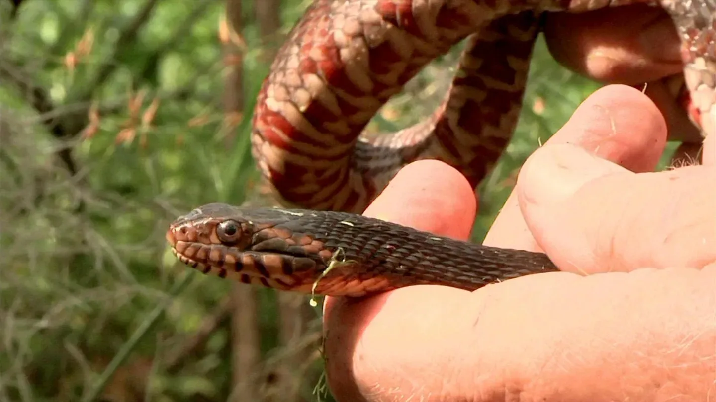 Lowcountry Snakes
