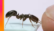 The Fastest Animals Are Way Faster Than You Think