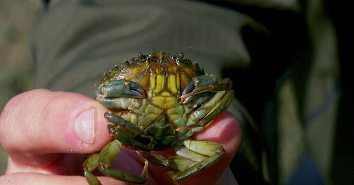 Oregon Field Guide, Green Crab Invasion, Season 35, Episode 4