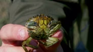 Green Crab Invasion