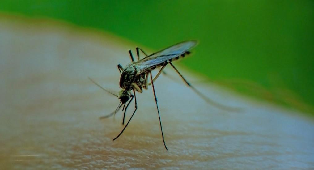 Treating and Preventing West Nile Virus