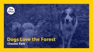 Dogs Love the Forest