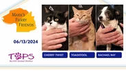 06/13/2024| Cherry Twist, Toadstool and Rachael Ray  | Mark's Furry Friends