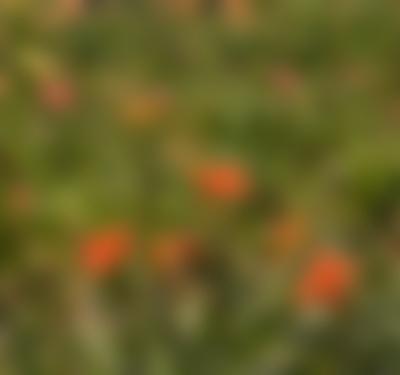Volunteer Gardener