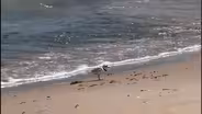 Imani the Piping Plover Looks for Food