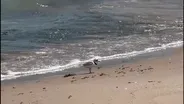 Imani the Piping Plover Looks for Food