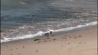 Imani the Piping Plover Looks for Food