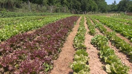 Video thumbnail: Volunteer Gardener Volunteer Gardener 2652