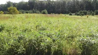 Center for Urban Habitats