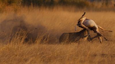 Cheetah Mom Teaches Her Cubs to Hunt