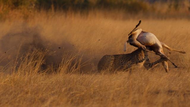 Big Cats 24/7 | Cheetah Mom Teaches Her Cubs to Hunt