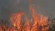 Wildfire:  Wildfire Characteristics