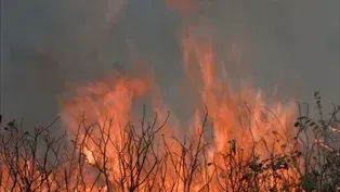 Wildfire:  Wildfire Characteristics