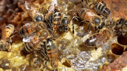 Video thumbnail: Assignment: Maine Beekeeping