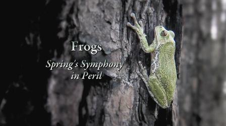 Video thumbnail: Expeditions with Patrick McMillan Frogs – Spring’s Symphony in Peril