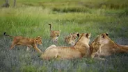 Lion Mothers Overrun with Cubs After Syncing Pregnancies