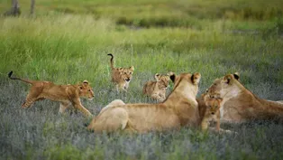 Lion Mothers Overrun with Cubs After Syncing Pregnancies