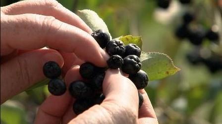 Video thumbnail: The Wisconsin Gardener Sustainable Gardens