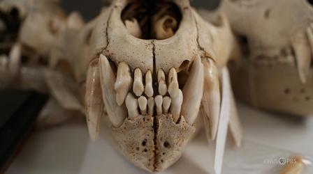 Video thumbnail: Greetings From Iowa Museum of Natural History