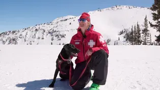 Avalanche Rescue Dogs