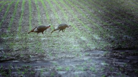 Video thumbnail: Prairie Sportsman Turkeys and Woodpeckers