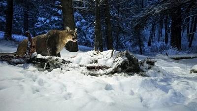 Caught on Camera: Mother Hunts Elk to Feed Six Kittens