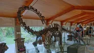 A Collector Shows Off His Dinosaurs